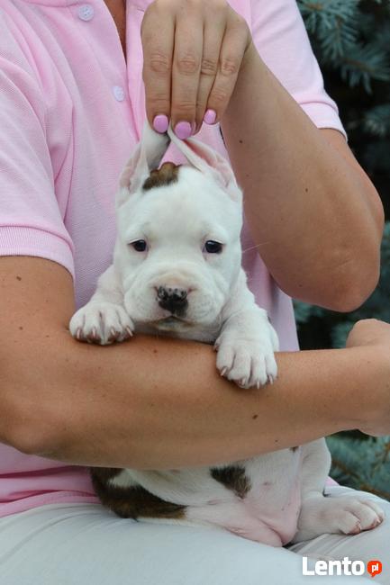 AMSTAFF suka szczniak ZKwP FCI