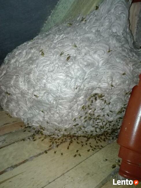 DEZYNFEKCJA DEZYNSEKCJA DERTYZACJA FUMIGACJA TEL 503 015 269