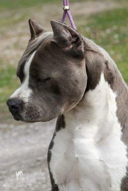 AMSTAFF suka szczniak ZKwP FCI