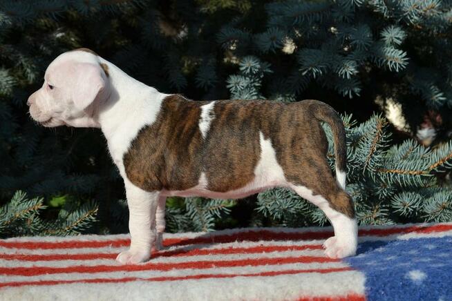 AMSTAFF suka szczniak ZKwP FCI