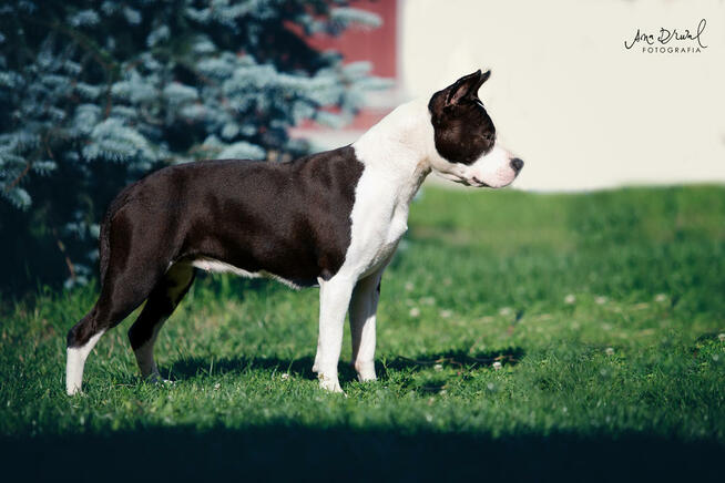 AMSTAFF suka szczniak ZKwP FCI