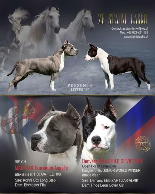 AMSTAFF suka szczniak ZKwP FCI