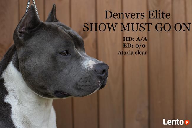 AMSTAFF Reproduktor import Rosja ZKwP FCI