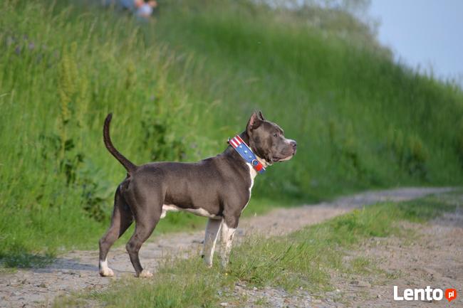 AMSTAFF Reproduktor import Rosja ZKwP FCI