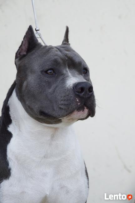 AMSTAFF Reproduktor import Rosja ZKwP FCI
