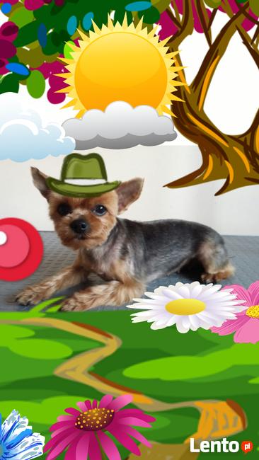 KUDŁATY ELEGANCIK strzyżenie psów- Warszawa Marysin Wawerski