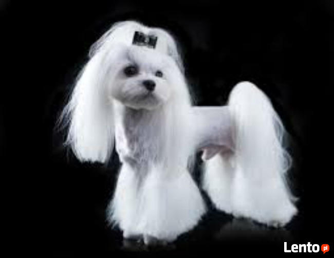 Strzyżenie psów, psi fryzjer, czyszczenie zębów- Myślenice