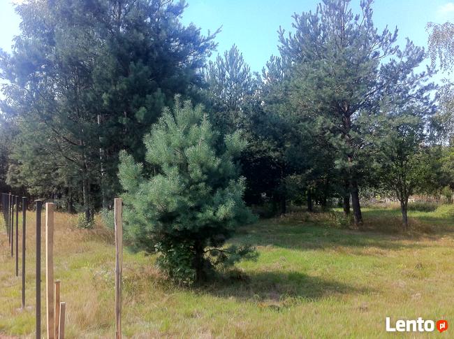 Trzcianka w gm. Wilga. Działka Budowlana.