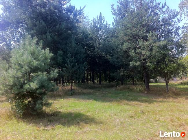 Trzcianka w gm. Wilga. Działka Budowlana.