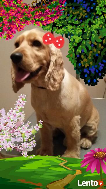 KUDŁATY ELEGANCIK strzyżenie psów- Warszawa Marysin Wawerski