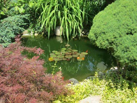 Kompleksowa pielęgnacja ogrodu, zakładanie ogrodów