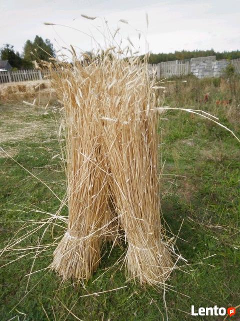 Słoma żytnia prosta wykrętki, wykręcaki