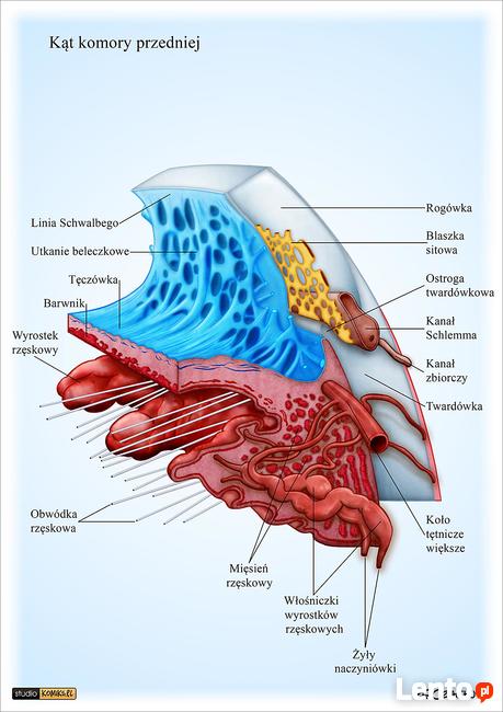 Maluje ryciny ilustracje medyczne, naukowe, anatomiczne