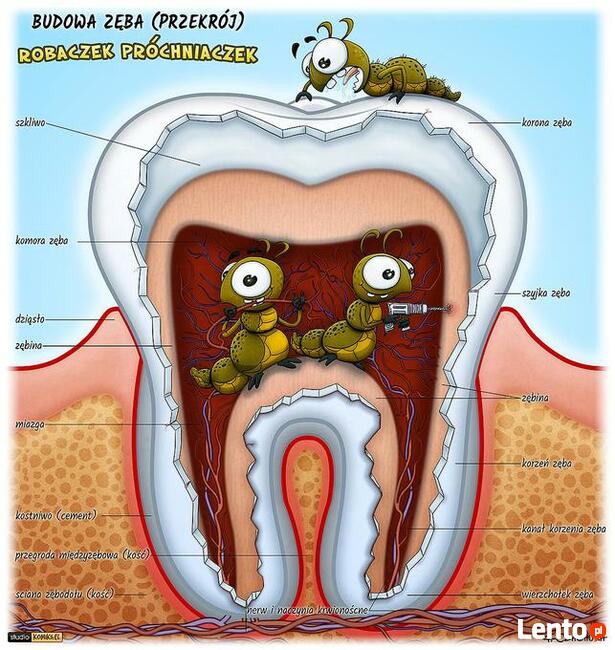 Maluje ryciny ilustracje medyczne, naukowe, anatomiczne