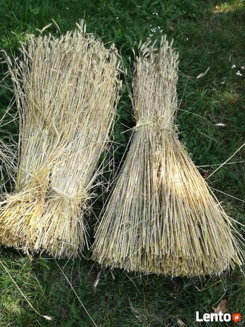 Słoma żytnia prosta wykrętki, wykręcaki
