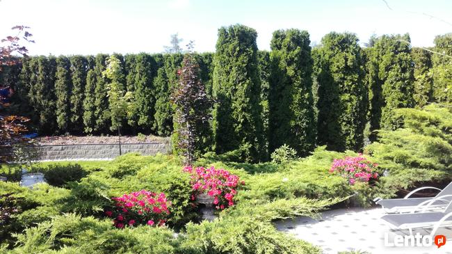 Przycinanie drzew i krzewów, odwodnienie ogrodu trawnik