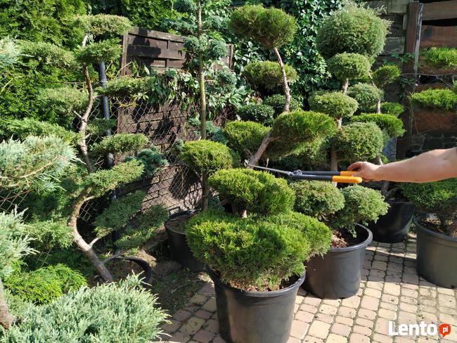 Niwaki - BONSAI ,Drzewka formowane -SZKÓLKA Ustroń w.śląskie