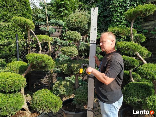Niwaki - BONSAI ,Drzewka formowane -SZKÓLKA Ustroń w.śląskie