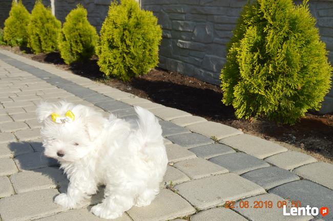 Maltanczyk, Maltańczyki, rasowe, piekne laleczki :-)