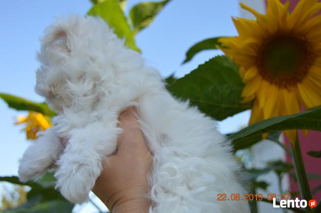 Maltanczyk, Maltańczyki, rasowe, piekne laleczki :-)