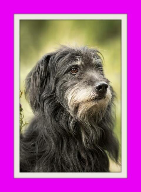 Polski owczarek nizinny mix, do adopcji, przygarnij zwierzak