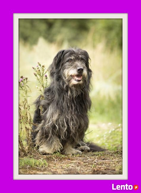 Polski owczarek nizinny mix, do adopcji, przygarnij zwierzak