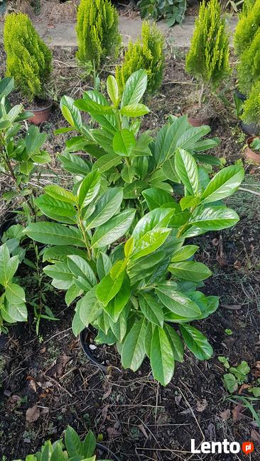 Laurowiśnia wschodnia NOVITA 90-130cm na żywopłot -doniczka