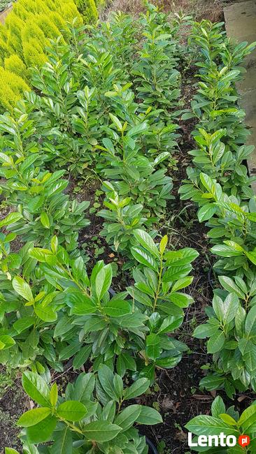 Laurowiśnia wschodnia NOVITA 90-130cm na żywopłot -doniczka