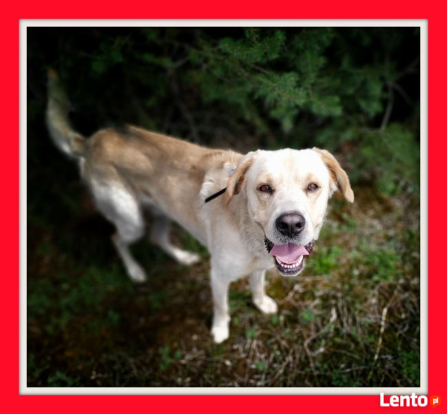 Owczarek podhalański mix labrador, 40 kg, 4 lata, LOBO do ad
