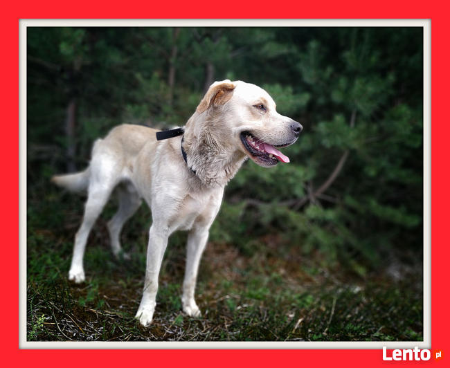 Owczarek podhalański mix labrador, 40 kg, 4 lata, LOBO do ad