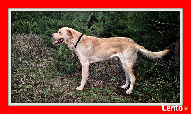 Owczarek podhalański mix labrador, 40 kg, 4 lata, LOBO do ad