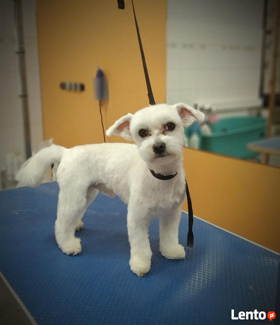 Fryzjer dla psów Huta Stara B - Salon Pieskie Sprawy