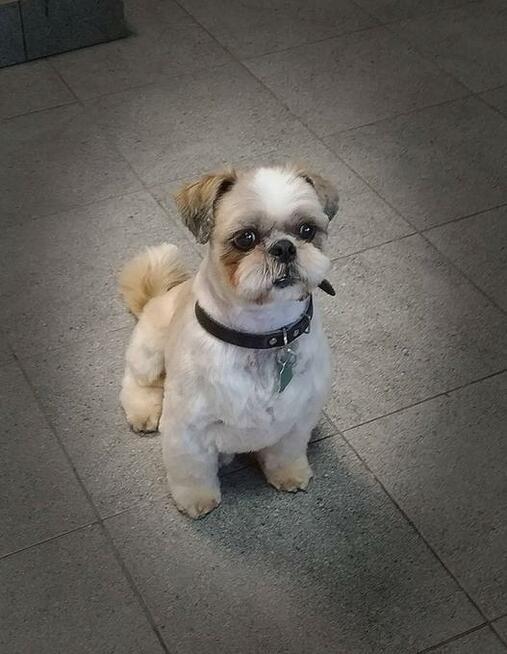 Fryzjer dla psów Huta Stara B - Salon Pieskie Sprawy