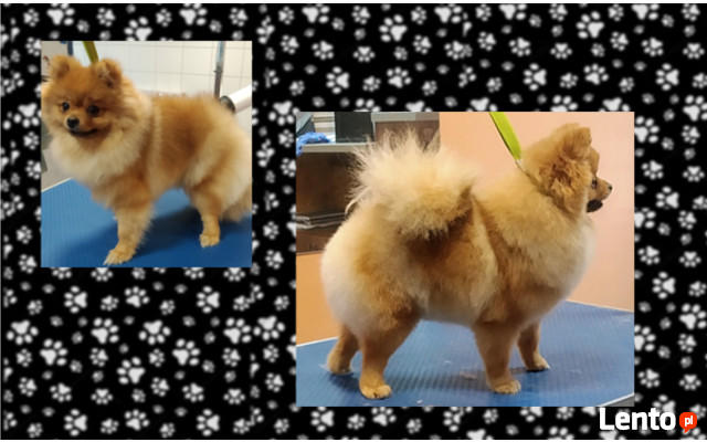 Fryzjer dla psów Huta Stara B - Salon Pieskie Sprawy