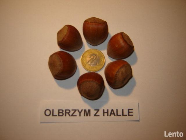 ORZECH LASKOWY KATALOŃSKI LESZCZYNA 160 cm. 3 lata