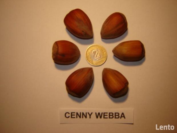 ORZECH LASKOWY KATALOŃSKI LESZCZYNA 160 cm. 3 lata