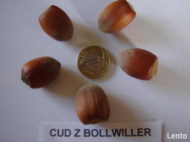 ORZECH LASKOWY KATALOŃSKI LESZCZYNA 160 cm. 3 lata