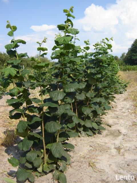 ORZECH LASKOWY KATALOŃSKI LESZCZYNA 160 cm. 3 lata