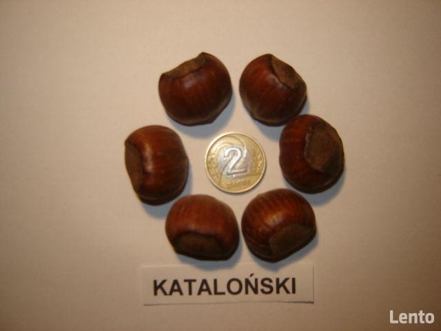 ORZECH LASKOWY KATALOŃSKI LESZCZYNA 160 cm. 3 lata