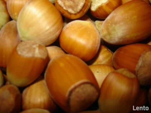 ORZECH LASKOWY KATALOŃSKI LESZCZYNA 160 cm. 3 lata