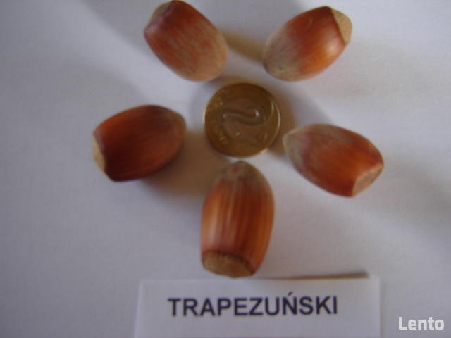 ORZECH LASKOWY KATALOŃSKI LESZCZYNA 160 cm. 3 lata