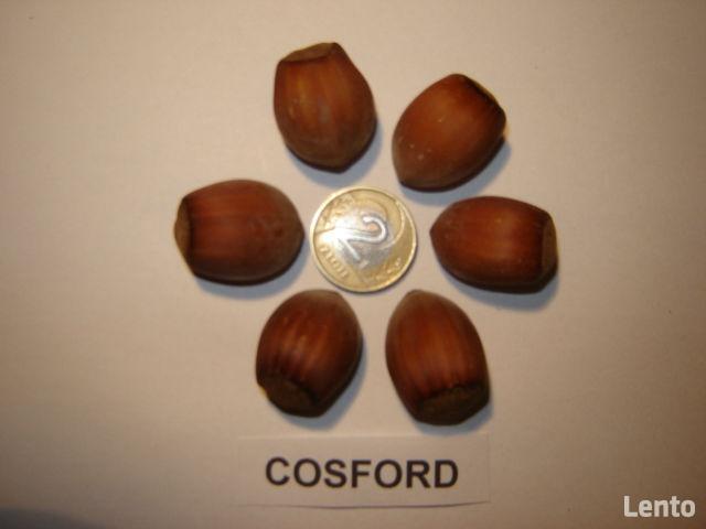 ORZECH LASKOWY KATALOŃSKI LESZCZYNA 160 cm. 3 lata