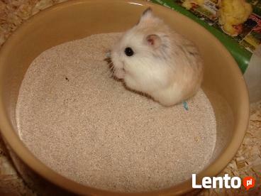 Piasek kąpielowy dla szynszyli Fretka chomik 25 kg