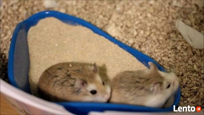 Piasek kąpielowy dla szynszyli Fretka chomik 25 kg