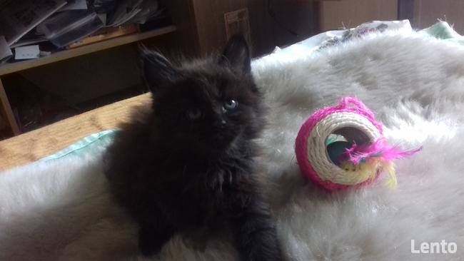 Kocięta MaineCoonXXXL