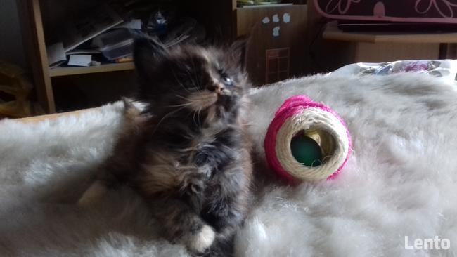 Kocięta MaineCoonXXXL