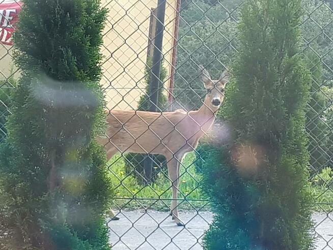 Sprz.działkę bud. w Męcinie.