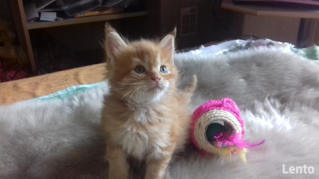 Kocięta MaineCoonXXXL