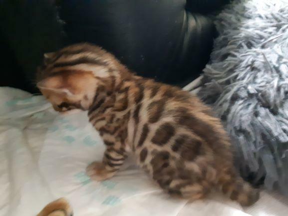 Bengalski kot - są kocięta Hodowla Felicity Cats*PL