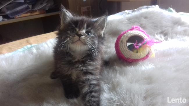 Kocięta MaineCoonXXXL